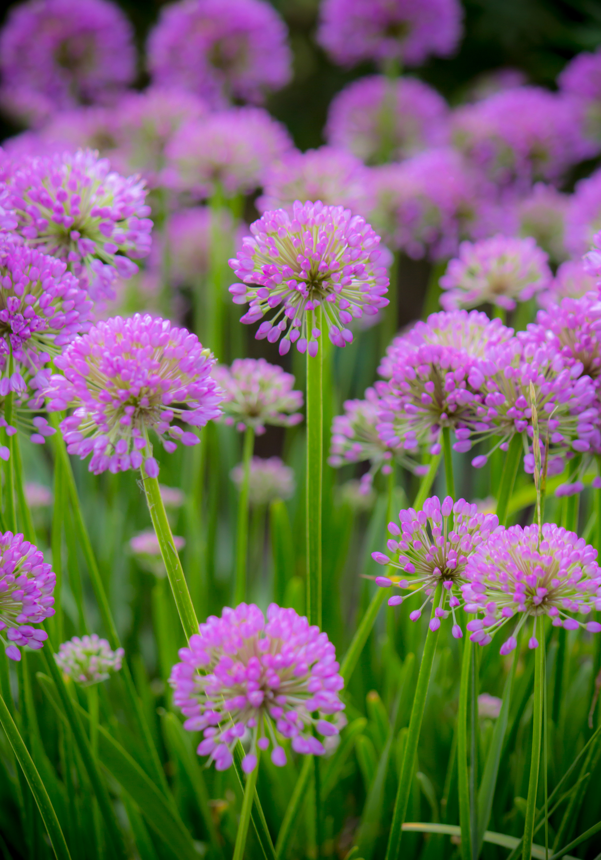 Impression de cadre personnalisé