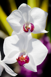 Smiling Moth Orchid