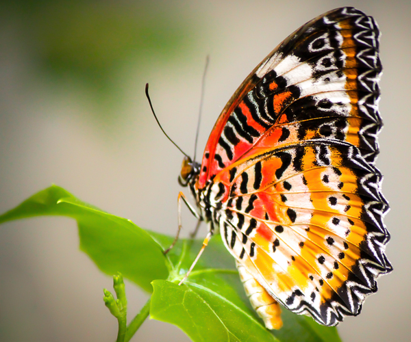 Lovely Lacewing Print