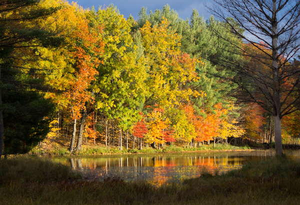 Fall in North Woods Print