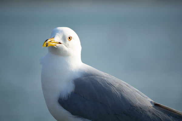 Seagull Sighting Print