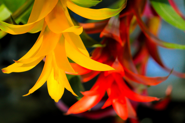 Vibrant Botanicals Print