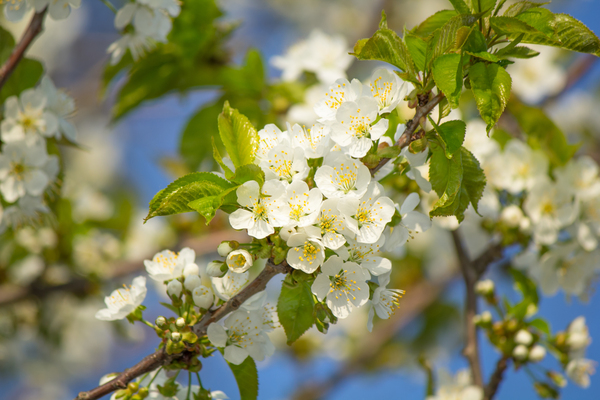 Soaring Blossoms Print