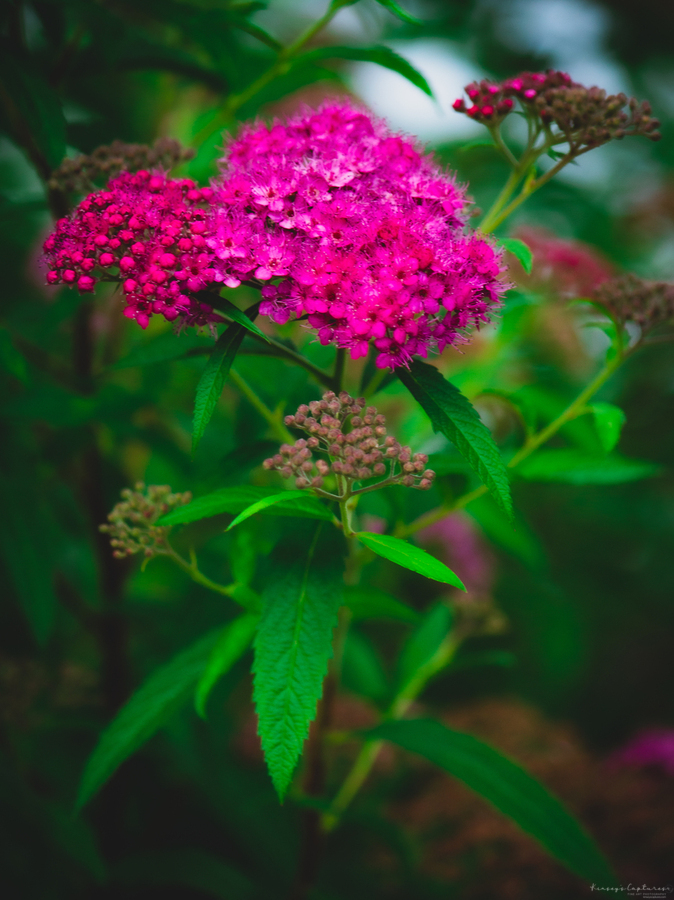Mystical Meadowsweet  Print