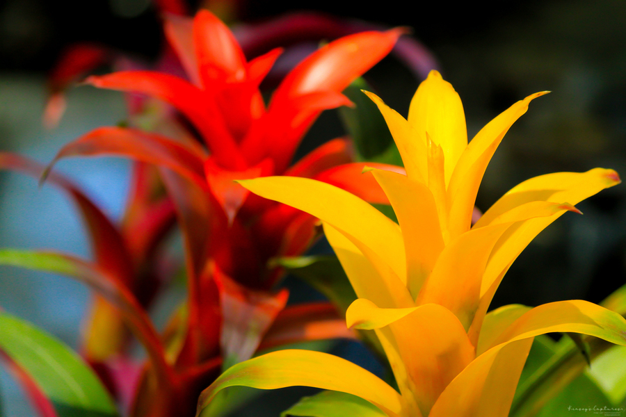 Vibrant Botanicals  Print