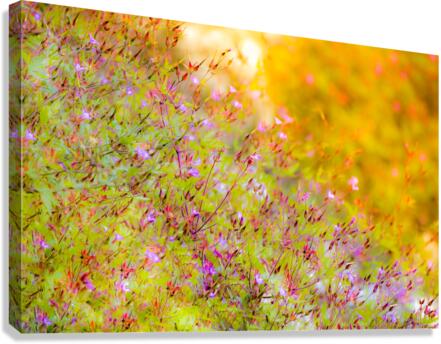 Sunset Meadow Canvas Print
