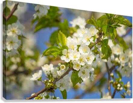 Soaring Blossoms Canvas Print