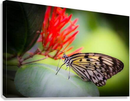 Paper Kite Dreams Canvas Print