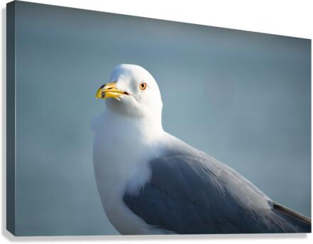 Seagull Sighting Canvas Print