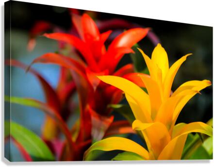 Vibrant Botanicals Canvas Print