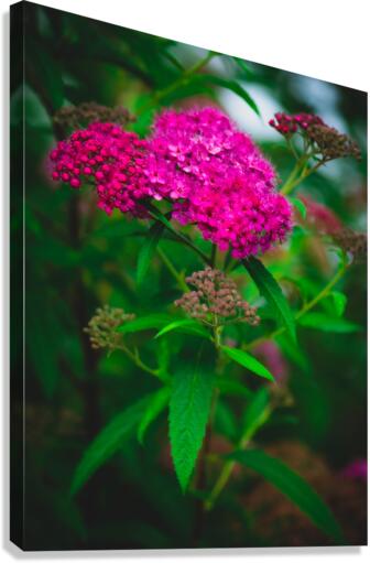 Mystical Meadowsweet Canvas Print