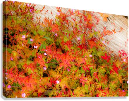 Joyful Geraniums Canvas Print