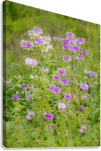 Wild Bergamot Canvas Print