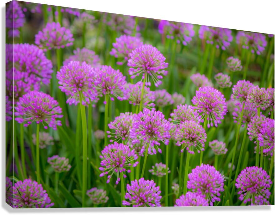 Serendipity Landscape Canvas Print