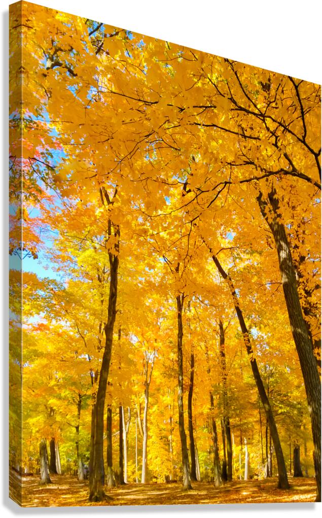 Fall Foliage Canvas Print
