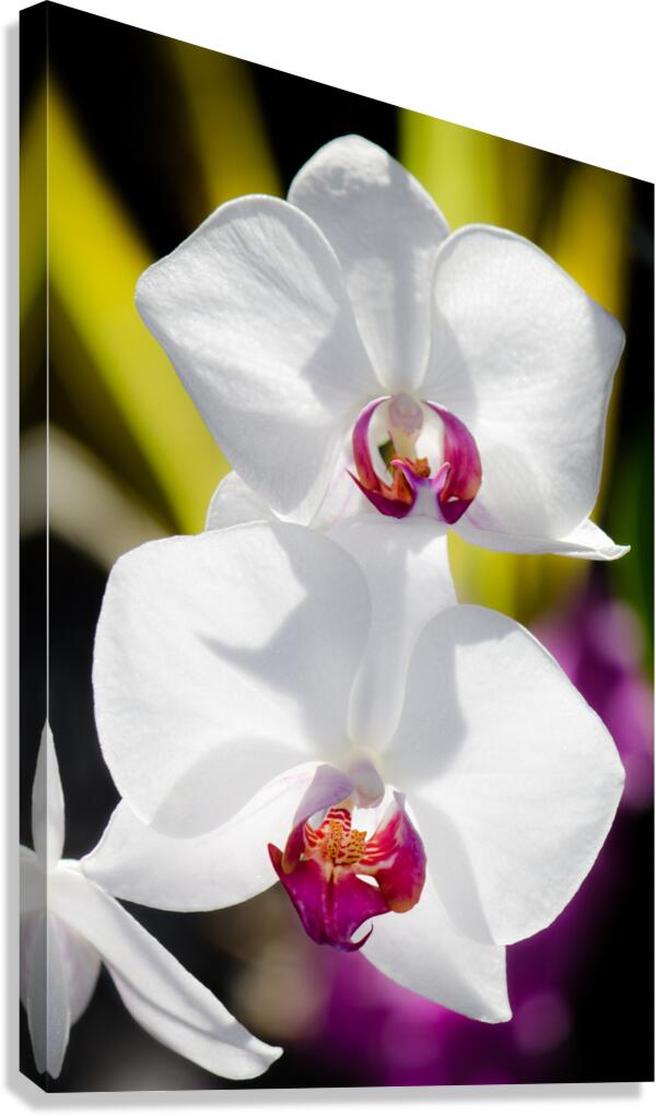 Smiling Moth Orchid Canvas Print