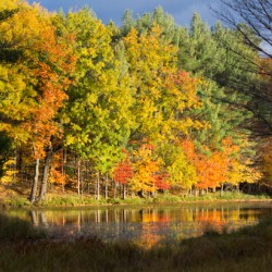 Fall in North Woods