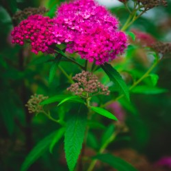 Mystical Meadowsweet