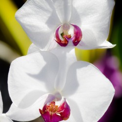 Smiling Moth Orchid