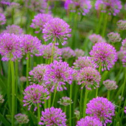 Serendipity Landscape