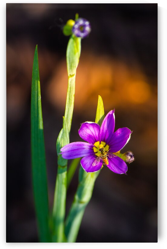 Blooms Friend by Kinseys Captures