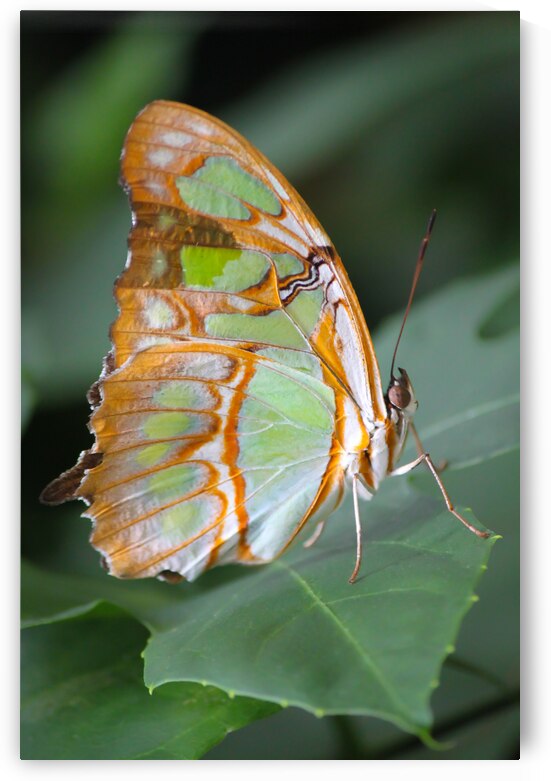 Belle Papillon by Kinseys Captures