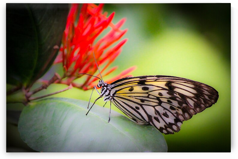 Paper Kite Dreams by Kinseys Captures