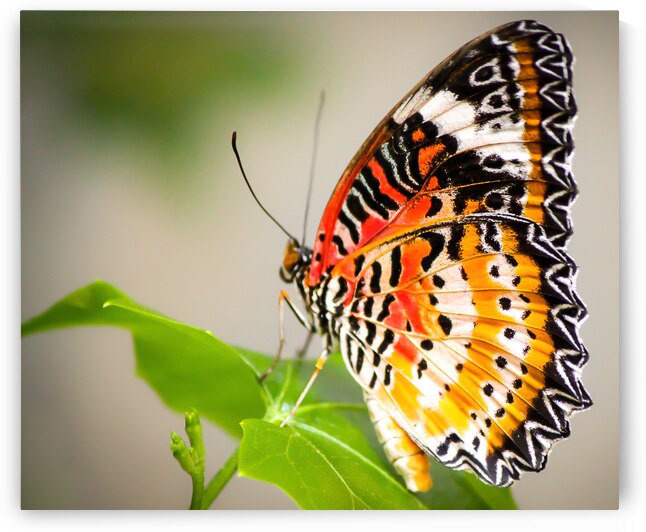 Lovely Lacewing by Kinseys Captures