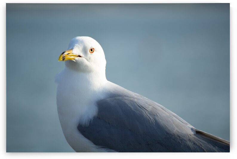 Seagull Sighting by Kinseys Captures