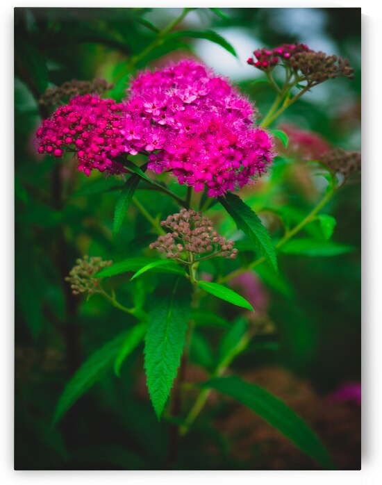 Mystical Meadowsweet by Kinseys Captures