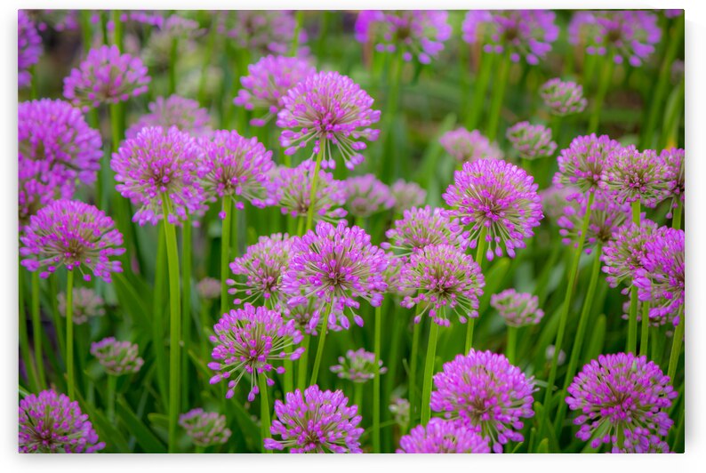 Serendipity Landscape by Kinseys Captures