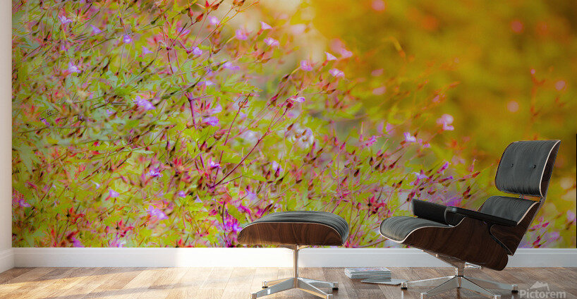 Sunset Meadow Wall Murals