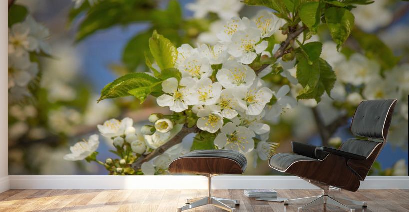 Soaring Blossoms Wall Murals