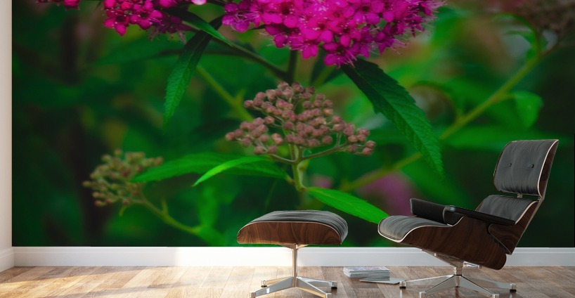 Mystical Meadowsweet Wall Murals