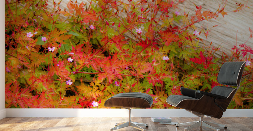 Joyful Geraniums Wall Murals