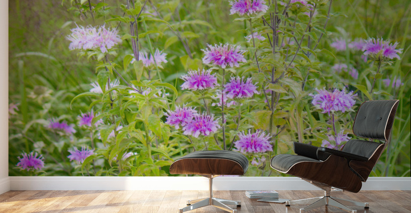 Wild Bergamot Wall Murals