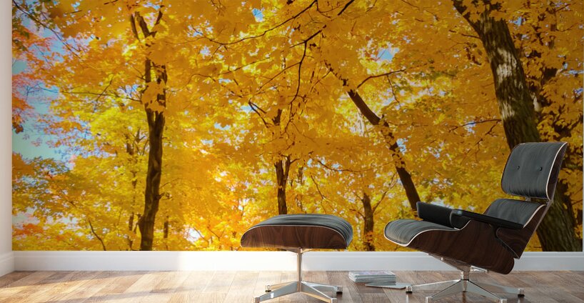 Fall Foliage Wall Murals