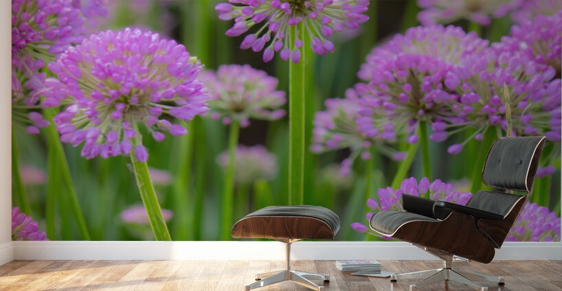 Serendipity Wall Murals