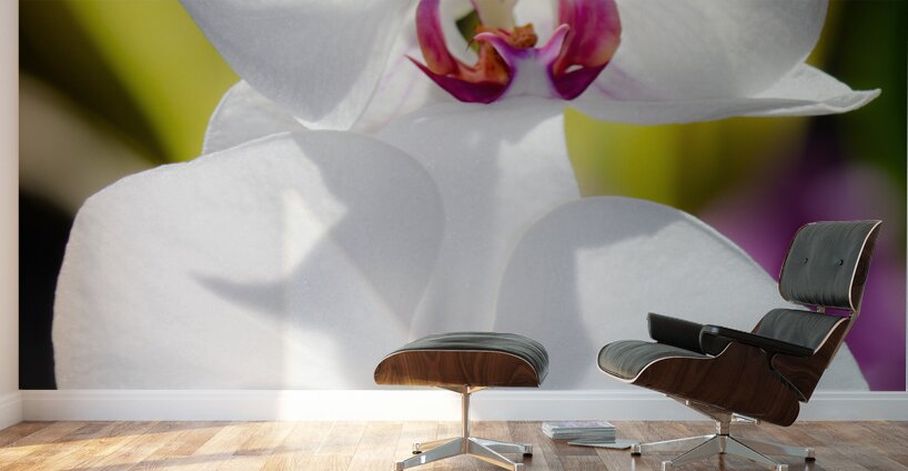 Smiling Moth Orchid Wall Murals