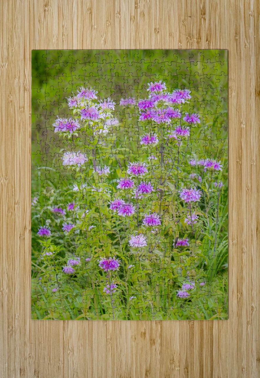 Wild Bergamot Kinseys Captures Puzzle printing