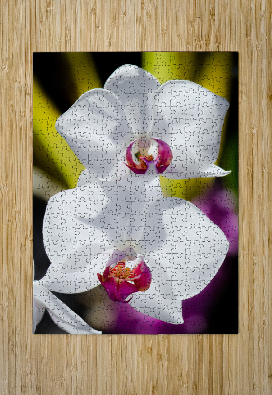 Smiling Moth Orchid Kinseys Captures Puzzle printing