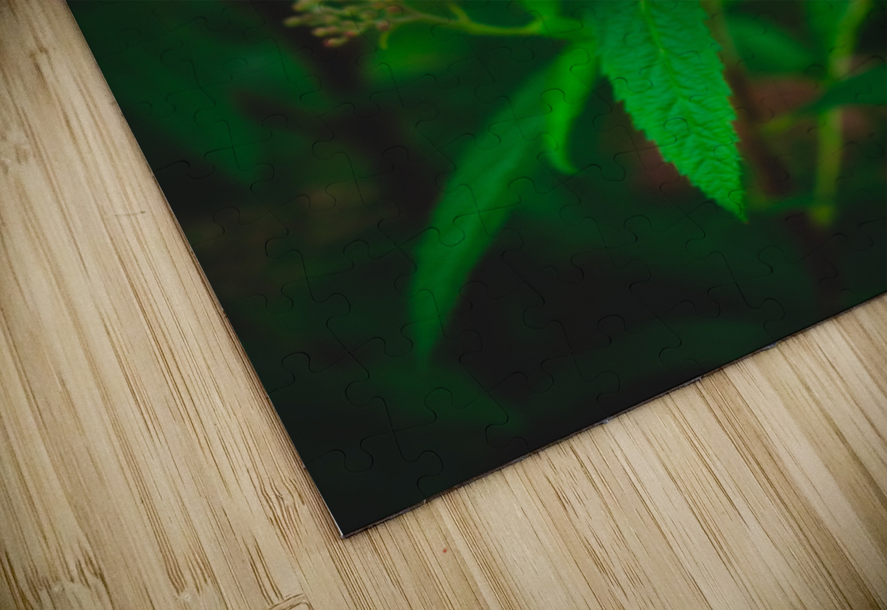 Mystical Meadowsweet Kinseys Captures Puzzle