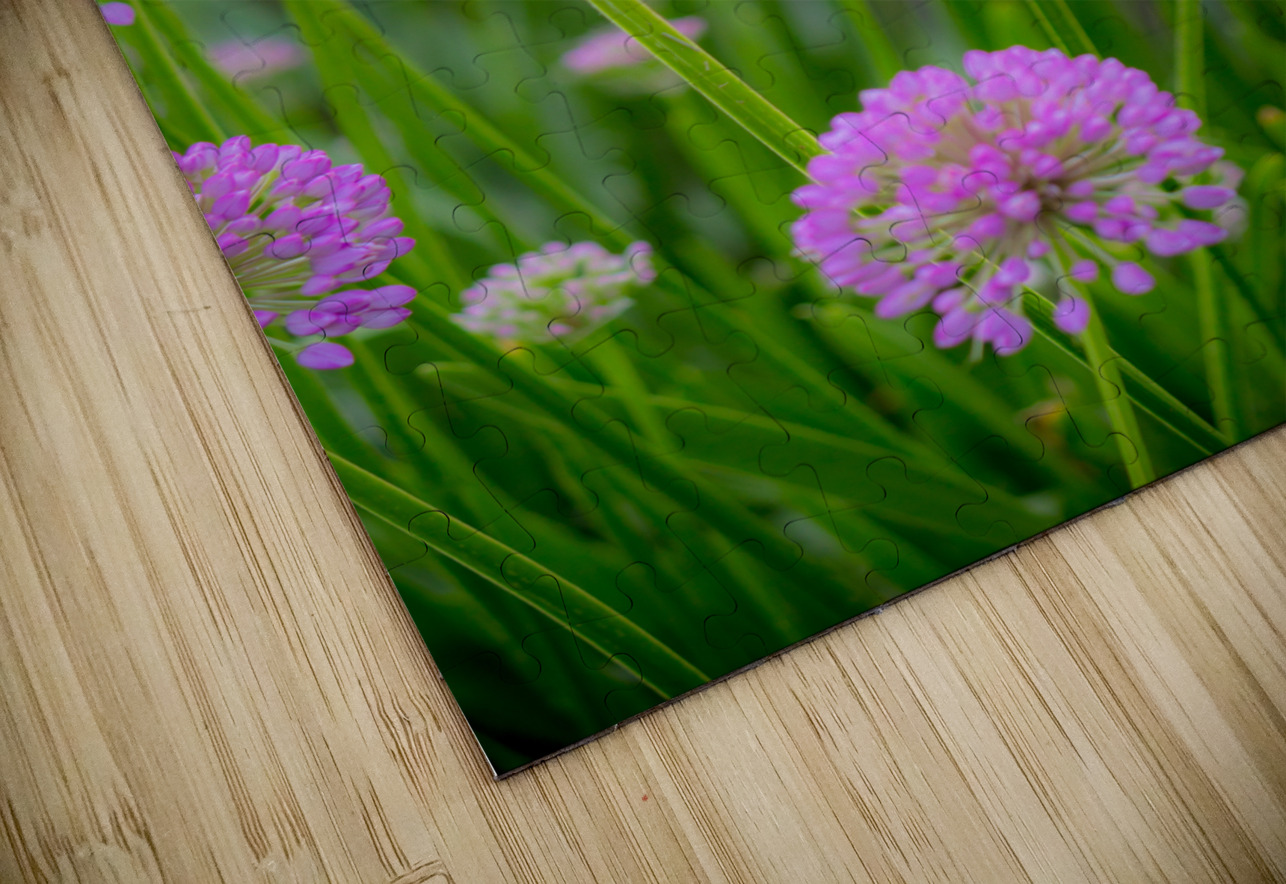 Serendipity Kinseys Captures Puzzle