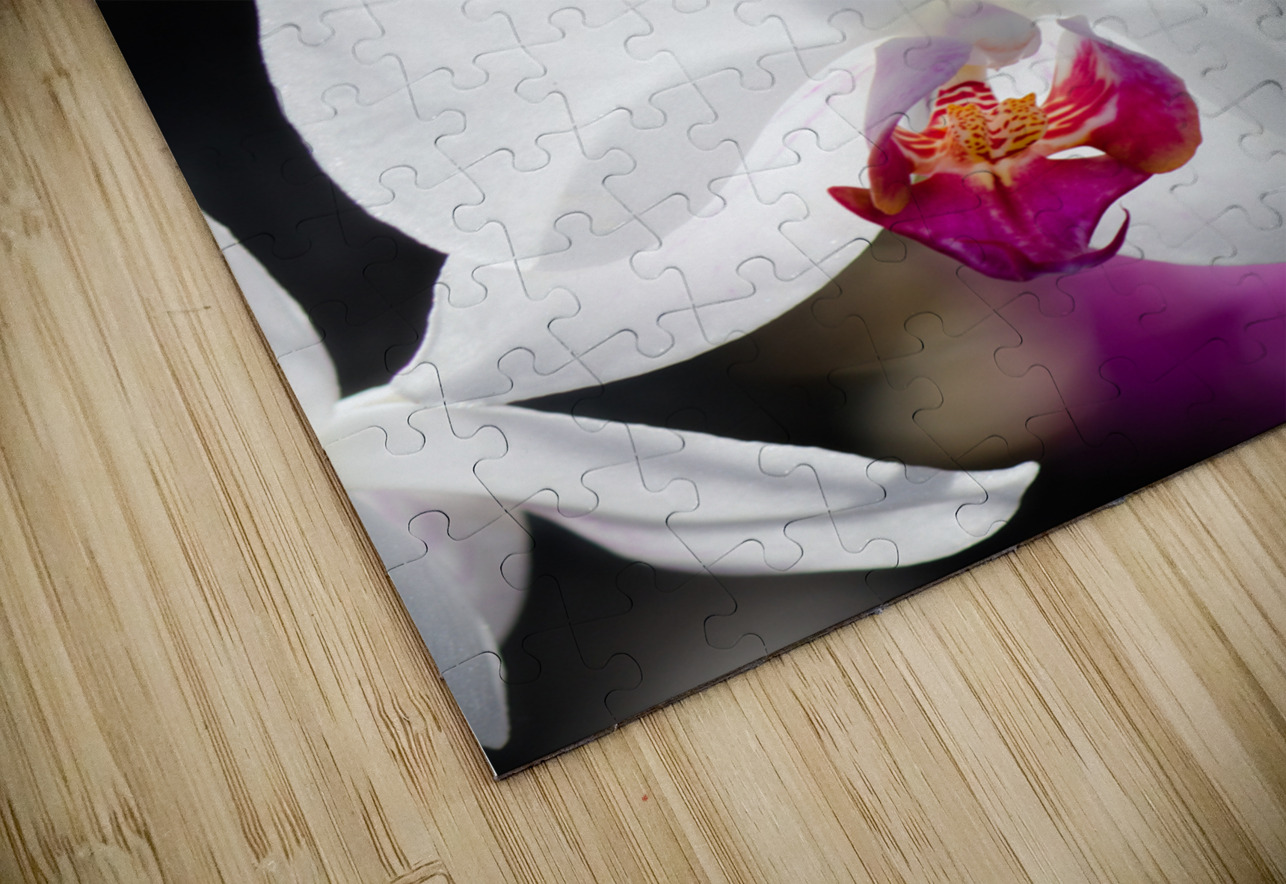 Smiling Moth Orchid Kinseys Captures Puzzle