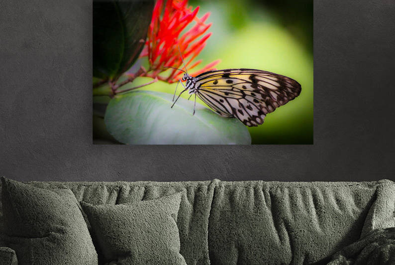 Paper Kite Dreams by Kinseys Captures