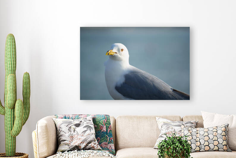 Seagull Sighting by Kinseys Captures