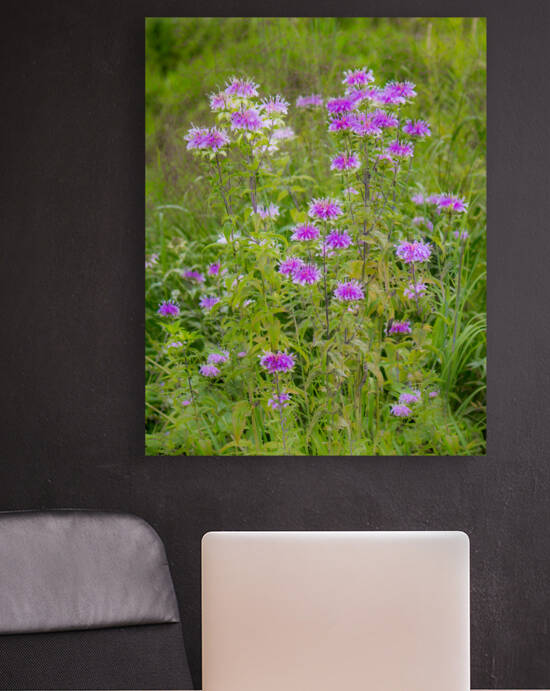 Wild Bergamot by Kinseys Captures