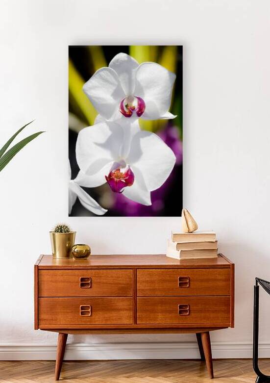 Smiling Moth Orchid by Kinseys Captures